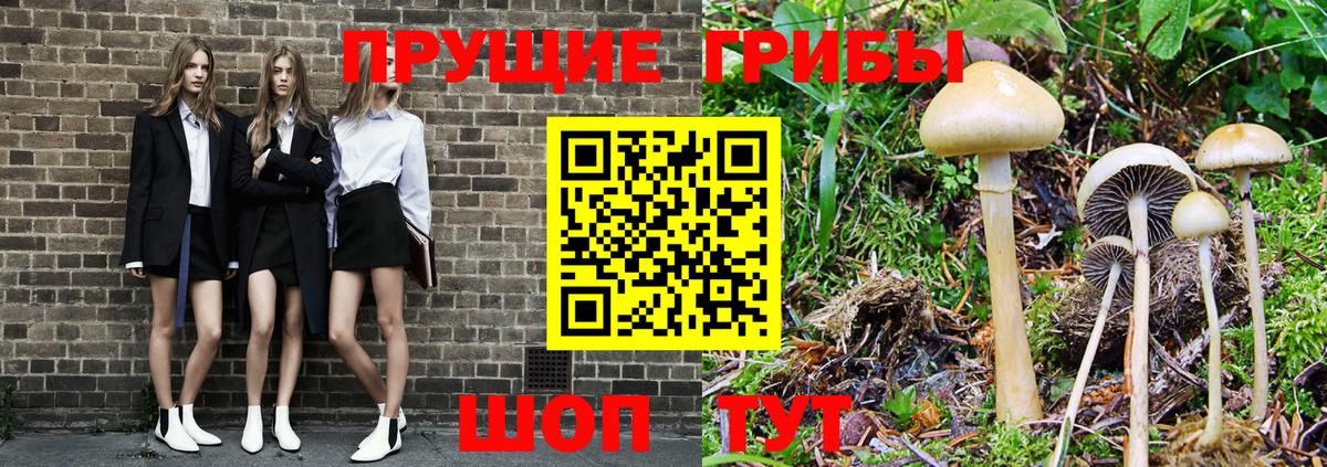 Галлюциногенные грибы Psilocybine cubensis Мичуринск
